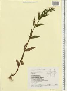 Epilobium pseudorubescens A. K. Skvortsov, Eastern Europe, Central region (E4) (Russia)