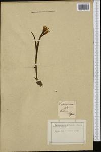 Colchicum montanum L., Western Europe (EUR) (Not classified)