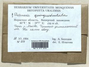 Trilophozia quinquedentata (Huds.) Bakalin, Bryophytes, Bryophytes - Permsky Krai, Udmurt Republic, Sverdlovsk & Kirov Oblasts (B8) (Russia)