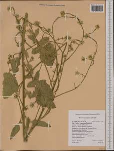 Brassica nigra (L.) W.D.J. Koch, Western Europe (EUR) (United Kingdom)