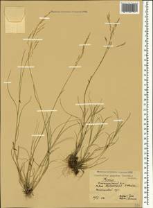 Puccinellia gigantea (Grossh.) Grossh., Crimea (KRYM) (Russia)