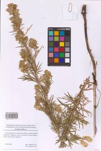 Aconitum anthora subsp. anthora, Eastern Europe, Moscow region (E4a) (Russia)