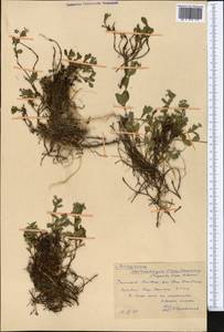 Stephanocaryum olgae (B. Fedtsch.) Popov, Middle Asia, Western Tian Shan & Karatau (M3) (Kazakhstan)