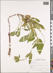 Hesperis matronalis subsp. voronovii (N. Busch) P.W. Ball, Caucasus, North Ossetia, Ingushetia & Chechnya (K1c) (Russia)