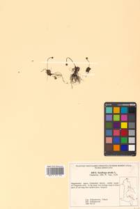 Micranthes nivalis (L.) Small, Siberia, Chukotka & Kamchatka (S7) (Russia)