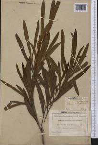 Pouteria salicifolia (Spreng.) Radlk., America (AMER) (Brazil)