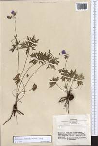 Geranium pratense L., Siberia, Altai & Sayany Mountains (S2) (Russia)