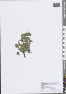 Potentilla cinerea subsp. incana (G.Gaertn., B.Mey. & Scherb.) Asch., Eastern Europe, Volga-Kama region (E7) (Russia)