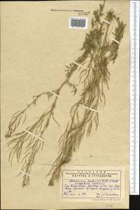 Descurainia sophia (L.) Webb ex Prantl, Middle Asia, Western Tian Shan & Karatau (M3) (Kazakhstan)