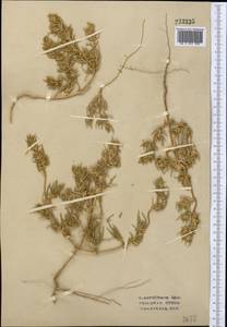 Petrosimonia brachiata (Pall.) Bunge, Middle Asia, Syr-Darian deserts & Kyzylkum (M7) (Uzbekistan)