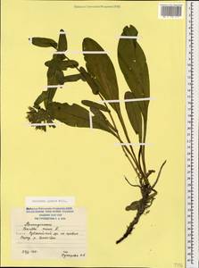 Cerinthe glabra Mill., Caucasus, South Ossetia (K4b) (South Ossetia)