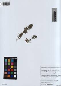 KUZ 003 821, Ceratophyllum demersum L., Siberia, Altai & Sayany Mountains (S2) (Russia)