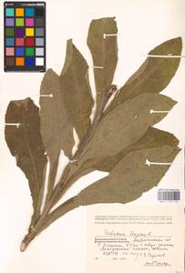 MHA 0 159 116, Verbascum thapsus L., Eastern Europe, Lower Volga region (E9) (Russia)