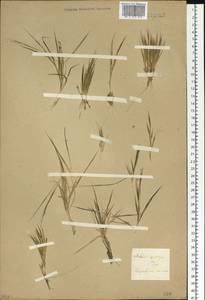 Cleistogenes squarrosa (Trin.) Keng, Siberia, Baikal & Transbaikal region (S4) (Russia)