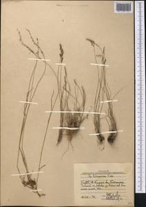Poa glauca subsp. glauca, Middle Asia, Western Tian Shan & Karatau (M3) (Uzbekistan)