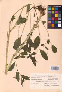 Impatiens noli-tangere L., Eastern Europe, Western region (E3) (Russia)