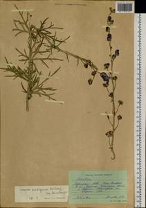 Aconitum ambiguum subsp. baicalense (Turcz. ex Rapaics) Vorosch., Siberia, Altai & Sayany Mountains (S2) (Russia)