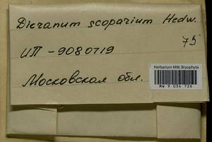 Dicranum scoparium Hedw., Bryophytes, Bryophytes - Moscow City & Moscow Oblast (B6a) (Russia)