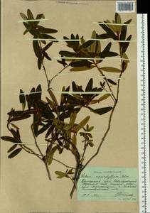 Rhododendron diversipilosum (Nakai) Harmaja, Siberia, Russian Far East (S6) (Russia)