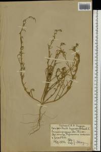 Corispermum hyssopifolium L., Eastern Europe, Lower Volga region (E9) (Russia)