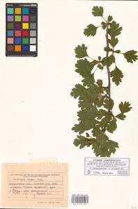 Crataegus ×subsphaericea Gand., Eastern Europe, West Ukrainian region (E13) (Ukraine)