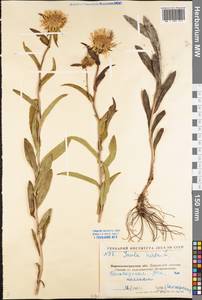 Pentanema hirtum (L.) D. Gut. Larr., Santos-Vicente, Anderb., E. Rico & M. M. Mart. Ort., Eastern Europe, North Ukrainian region (E11) (Ukraine)