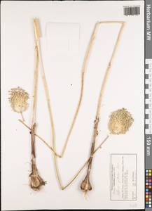 Allium guttatum Steven, Western Europe (EUR) (Greece)