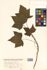 Ribes procumbens Pall., Siberia, Russian Far East (S6) (Russia)
