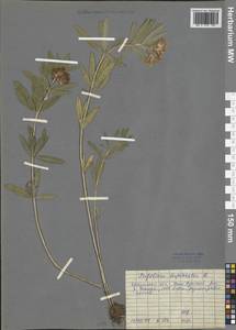 Trifolium lupinaster L., Siberia, Baikal & Transbaikal region (S4) (Russia)