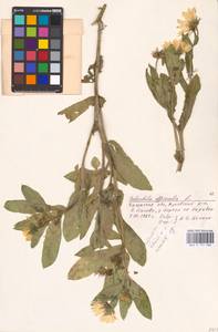 Calendula officinalis L., Eastern Europe, Central region (E4) (Russia)