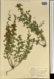 Lespedeza davurica (Laxm.)Schindl., Mongolia (MONG) (Mongolia)