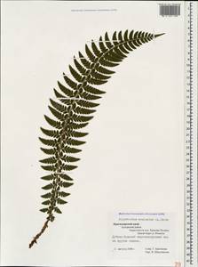 Polystichum aculeatum (L.) Roth, Caucasus, Krasnodar Krai & Adygea (K1a) (Russia)