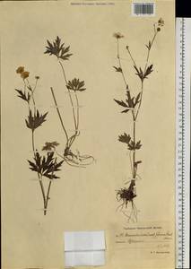 Ranunculus subcorymbosus Kom., Siberia, Chukotka & Kamchatka (S7) (Russia)