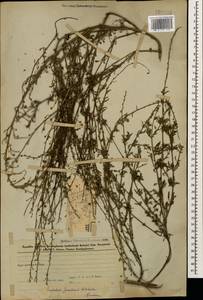 Scrophularia versicolor Boiss., Caucasus, Azerbaijan (K6) (Azerbaijan)