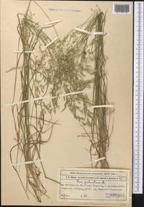Poa palustris L., Middle Asia, Western Tian Shan & Karatau (M3) (Kazakhstan)