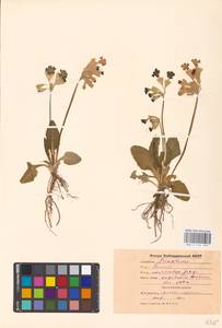 Primula veris subsp. macrocalyx (Bunge) Lüdi, Caucasus, Stavropol Krai, Karachay-Cherkessia & Kabardino-Balkaria (K1b) (Russia)