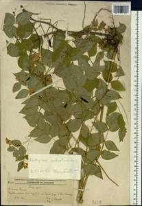 Vicia subrotunda (Maxim.)Czefr., Siberia, Russian Far East (S6) (Russia)
