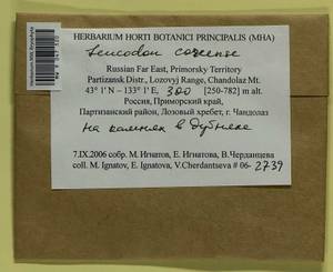 Leucodon coreensis Cardot, Bryophytes, Bryophytes - Russian Far East (excl. Chukotka & Kamchatka) (B20) (Russia)