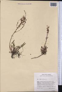 Rumex acetosella L., America (AMER) (Greenland)