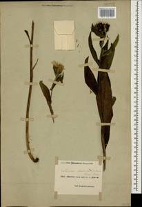 Centaurea phrygia subsp. abbreviata (C. Koch) Dostál, Caucasus, Black Sea Shore (from Novorossiysk to Adler) (K3) (Russia)