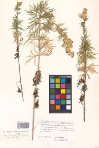 Aconitum anthora L., Eastern Europe, Moscow region (E4a) (Russia)