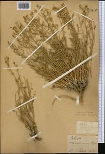 Silene odoratissima Bunge, Middle Asia, Northern & Central Kazakhstan (M10) (Kazakhstan)