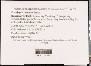 Encalypta procera Bruch, Bryophytes, Bryophytes - Russian Far East (excl. Chukotka & Kamchatka) (B20) (Russia)