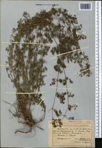 Galium humifusum M.Bieb., Middle Asia, Western Tian Shan & Karatau (M3) (Kyrgyzstan)