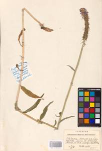 Phyteuma tetramerum Schur, Eastern Europe, West Ukrainian region (E13) (Ukraine)