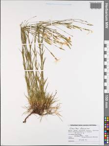 Dianthus borbasii Vandas, Eastern Europe, Belarus (E3a) (Belarus)