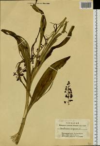 Veratrum nigrum L., Siberia, Altai & Sayany Mountains (S2) (Russia)