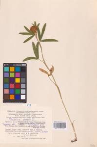 Trifolium alpestre L., Eastern Europe, Central region (E4) (Russia)