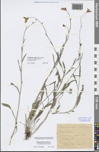 Campanula stevenii subsp. wolgensis (P.A.Smirn.) Fed., Eastern Europe, Central forest-and-steppe region (E6) (Russia)