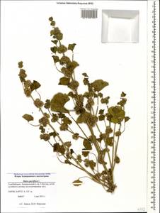 Malva parviflora L., Caucasus, Azerbaijan (K6) (Azerbaijan)